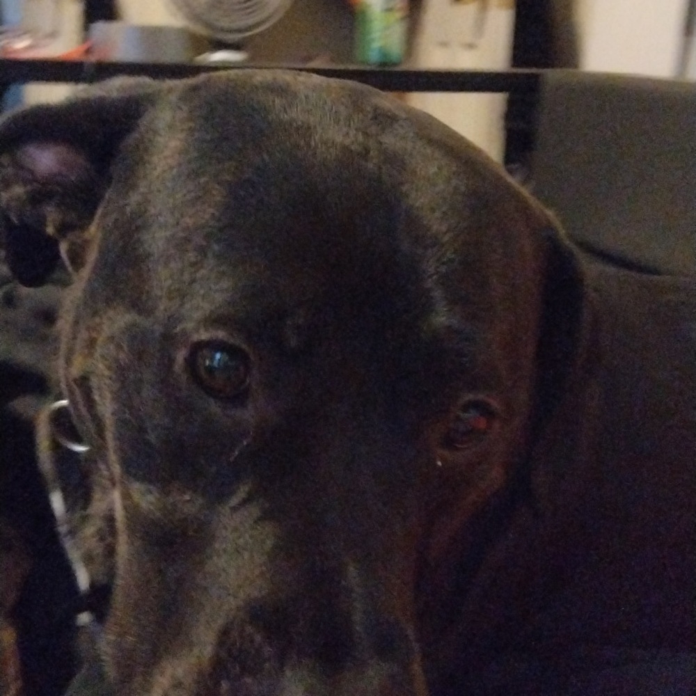 Meet your Posher, Nicholas